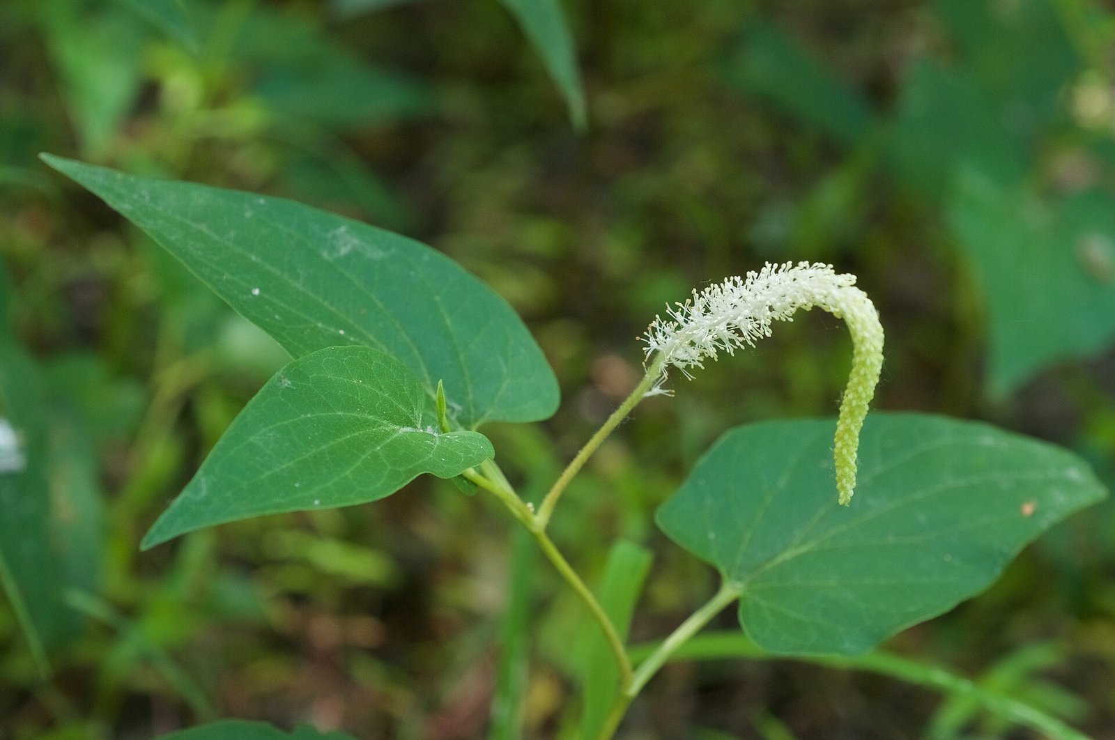 Lizard's tail with arching white flower spike and heart-shaped leaves