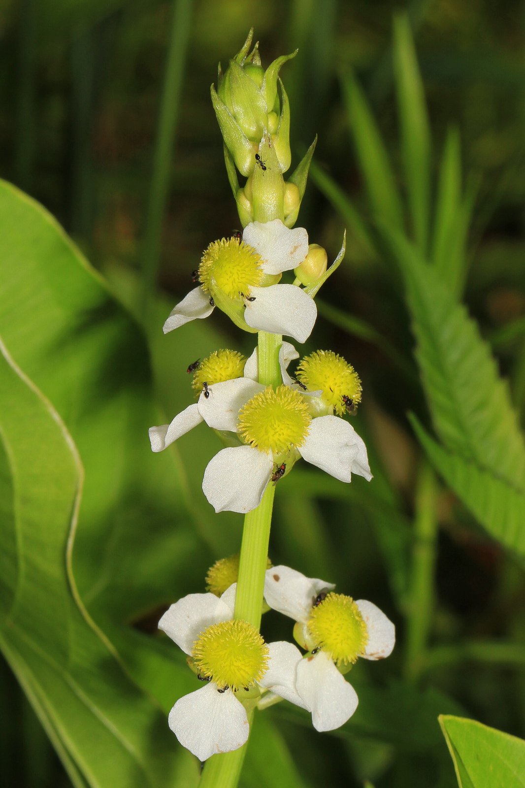 Long-beak arrowhead with narrow arrowhead leaves and three-petaled white flowers
