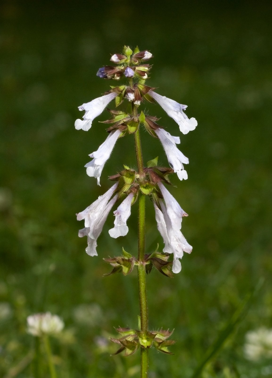 Lyre-leaf sage with pale-blue tubular flowers and lyre-shaped basal leaves