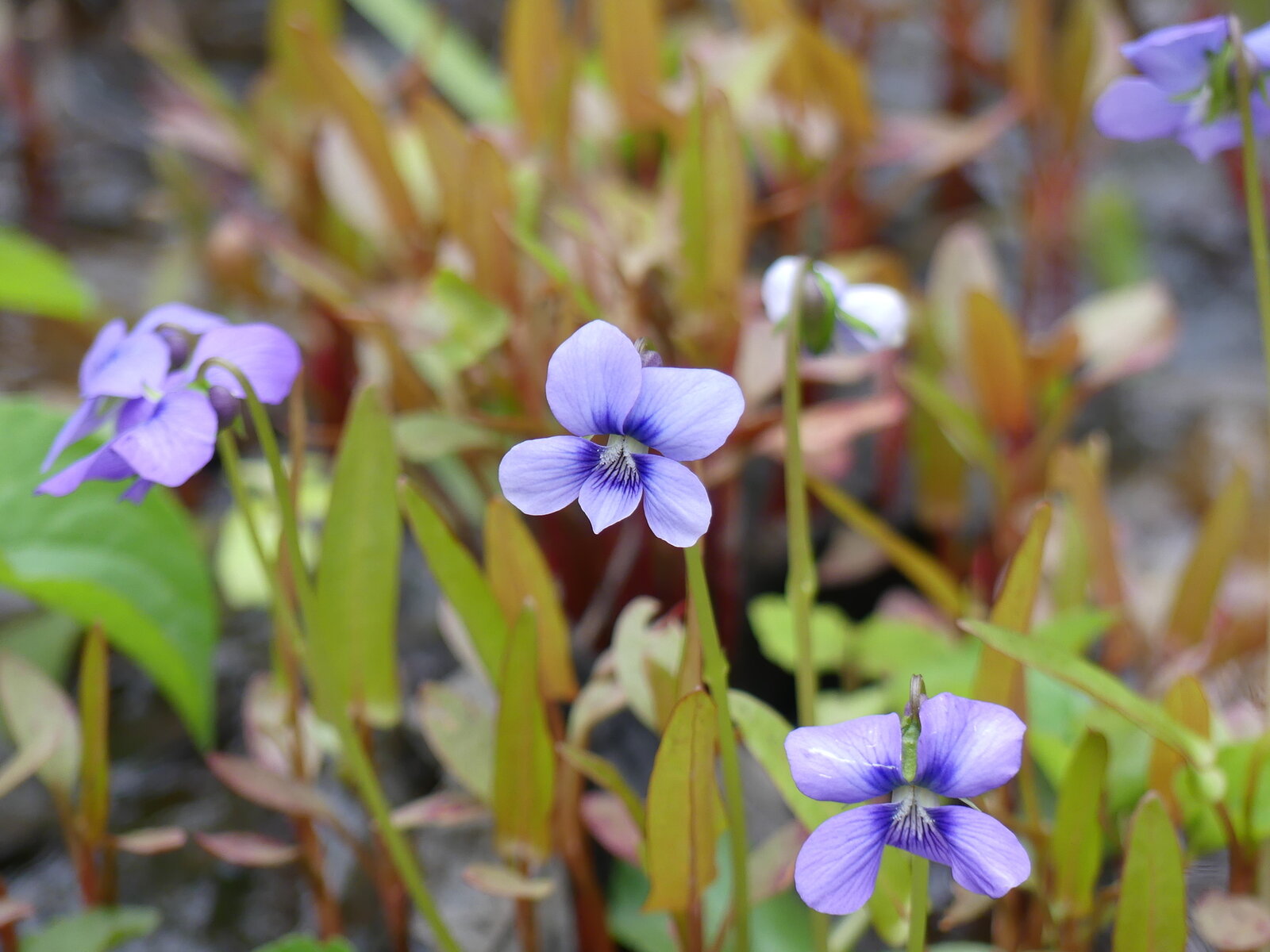 Marsh blue violet with hooded petals and seep-margin habitat