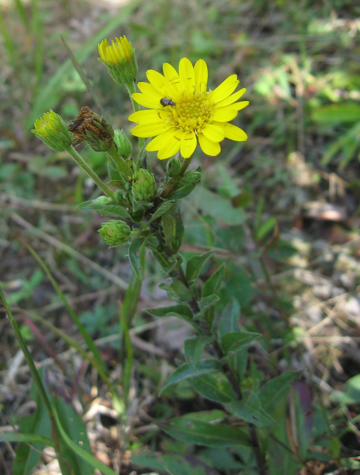 Maryland golden-aster with bright yellow ray flowers and silky basal leaves