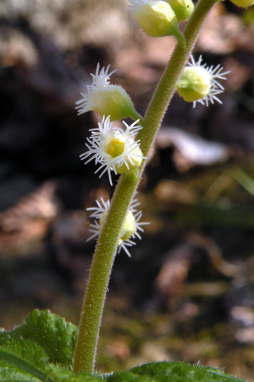 Miterwort with delicate fringed white flowers above paired stem leaves