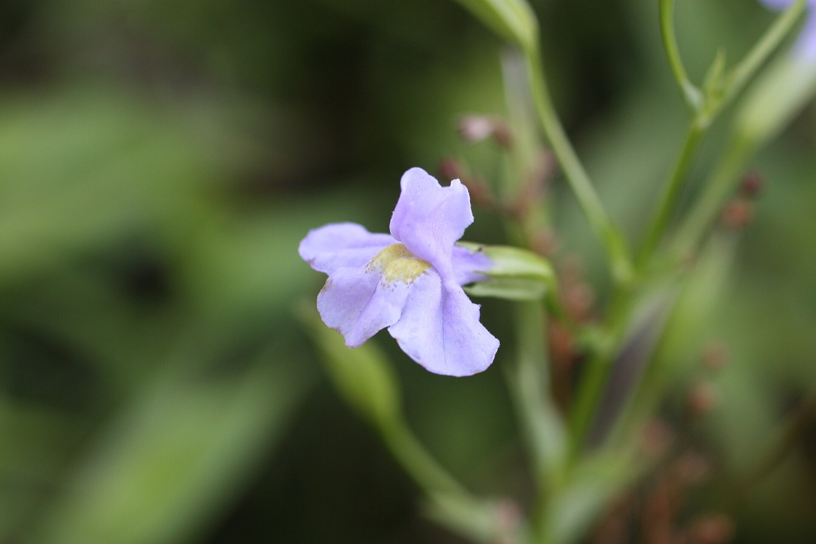 Monkey-flower with two-lipped pale-blue tubular flowers held in leaf axils