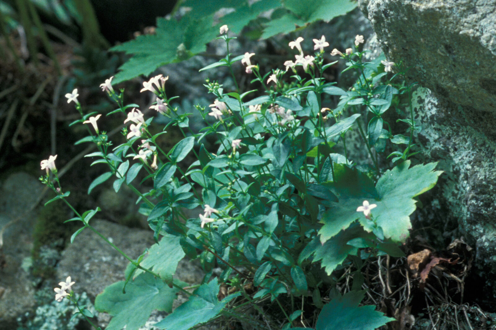 Mountain bluets with purple four-petaled flowers in clusters