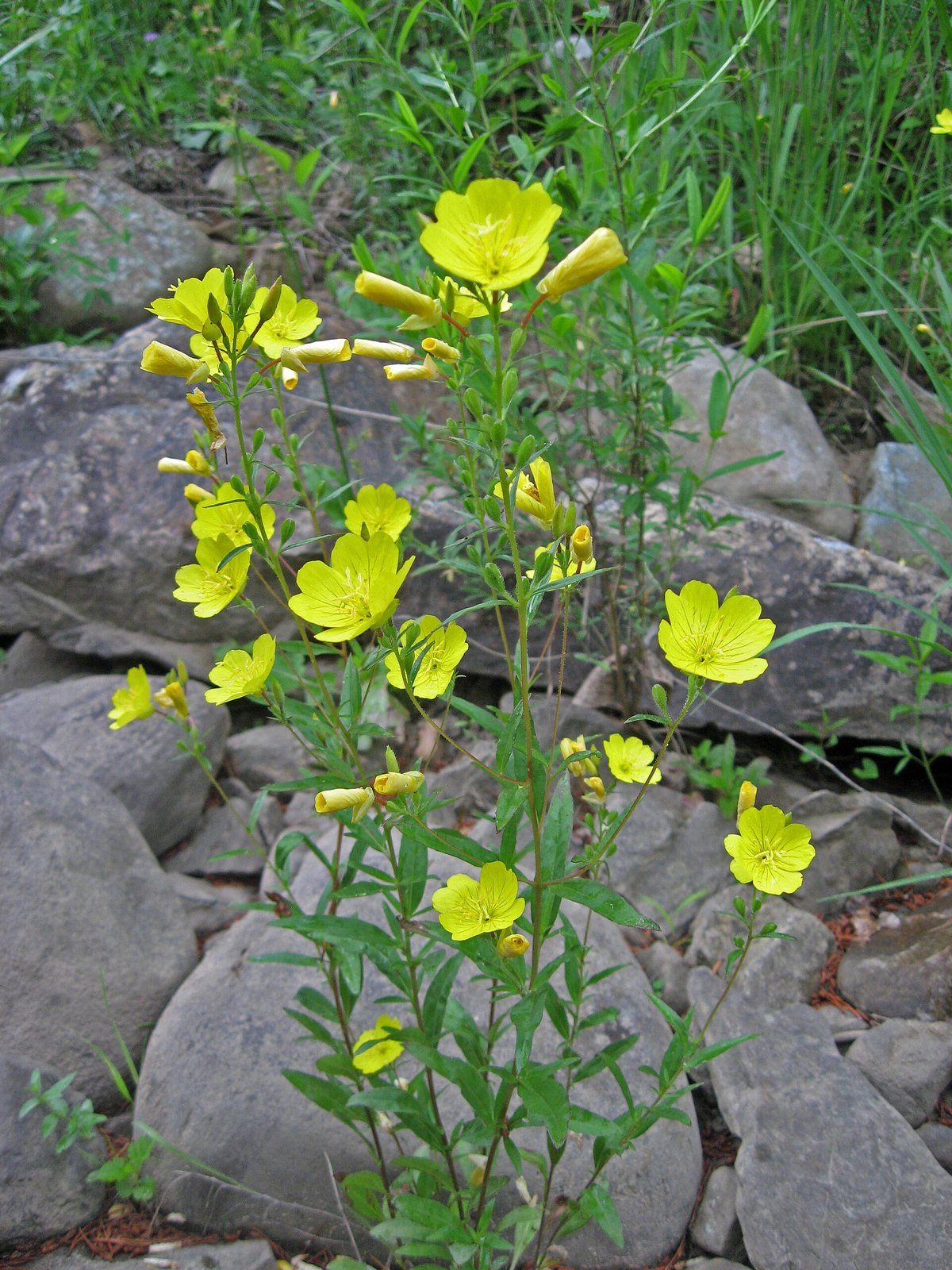 Narrow-leaf evening primrose with bright yellow four-petaled day-blooming flowers
