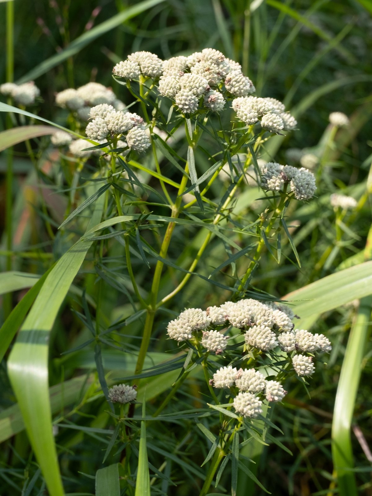 Narrow-leaf mountain mint with thread-thin leaves and small white flower heads