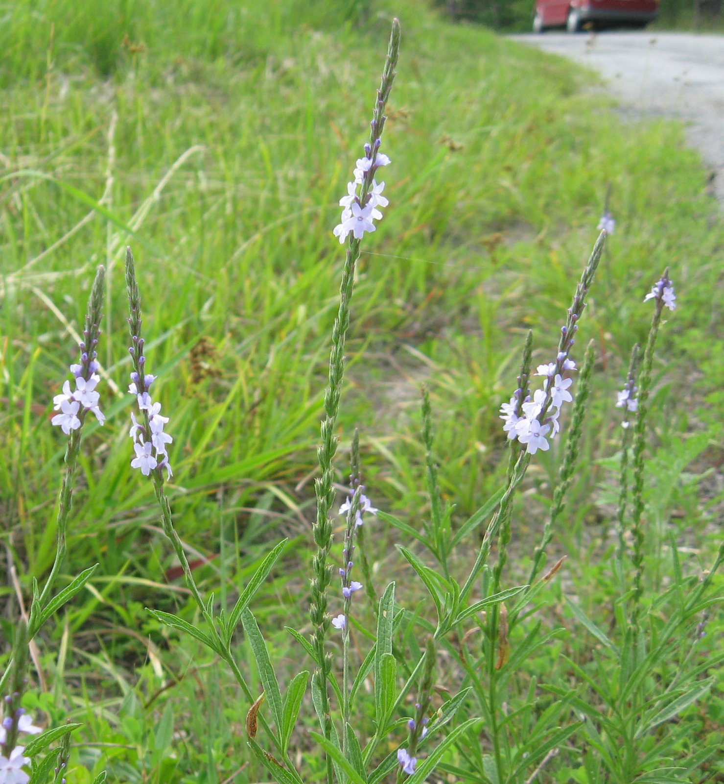 Narrow-leaf vervain with slender flower spikes and lance-shaped leaves