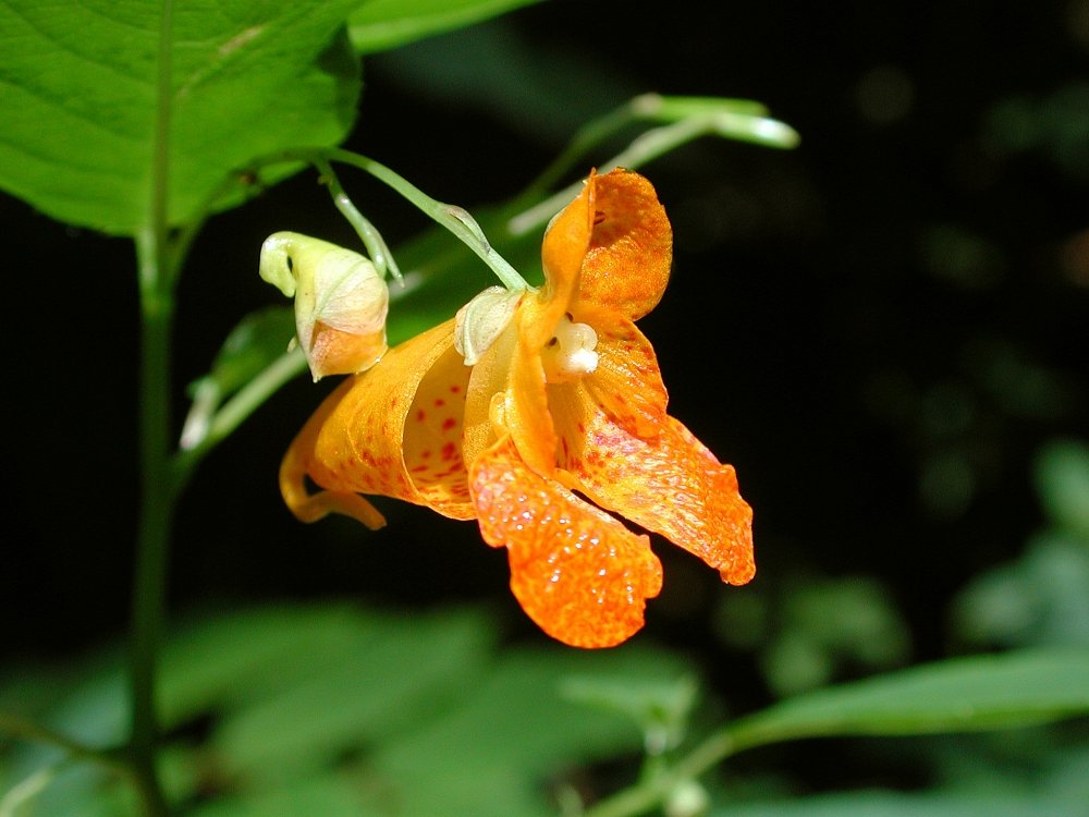 Orange jewelweed with orange spotted tubular flowers and translucent succulent stems
