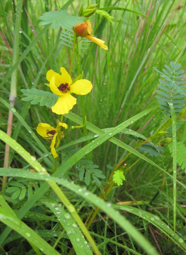 Partridge pea with feathery compound leaves and bright yellow five-petaled flowers
