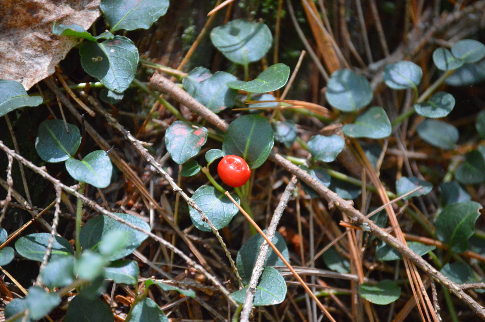 Partridgeberry with paired white tubular flowers and red fall berries