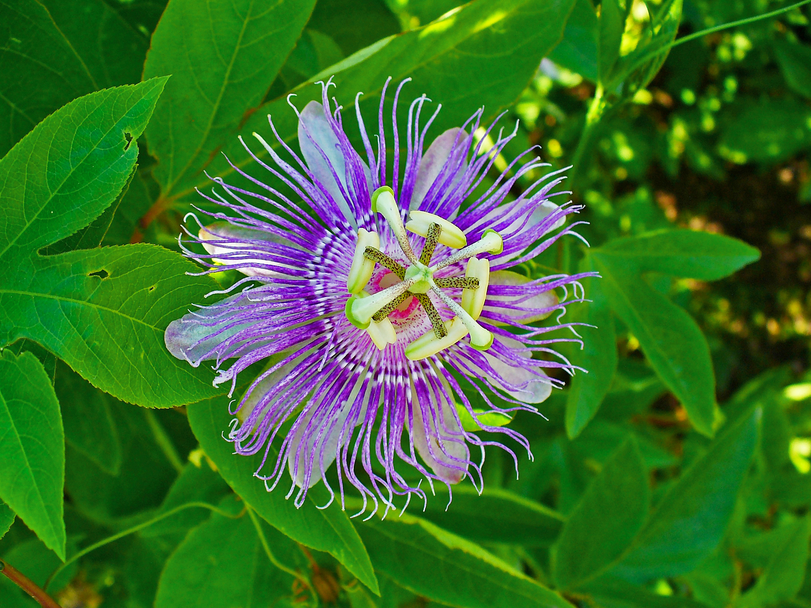 Passionflower with intricate purple-and-white flower and finely divided crown of filaments