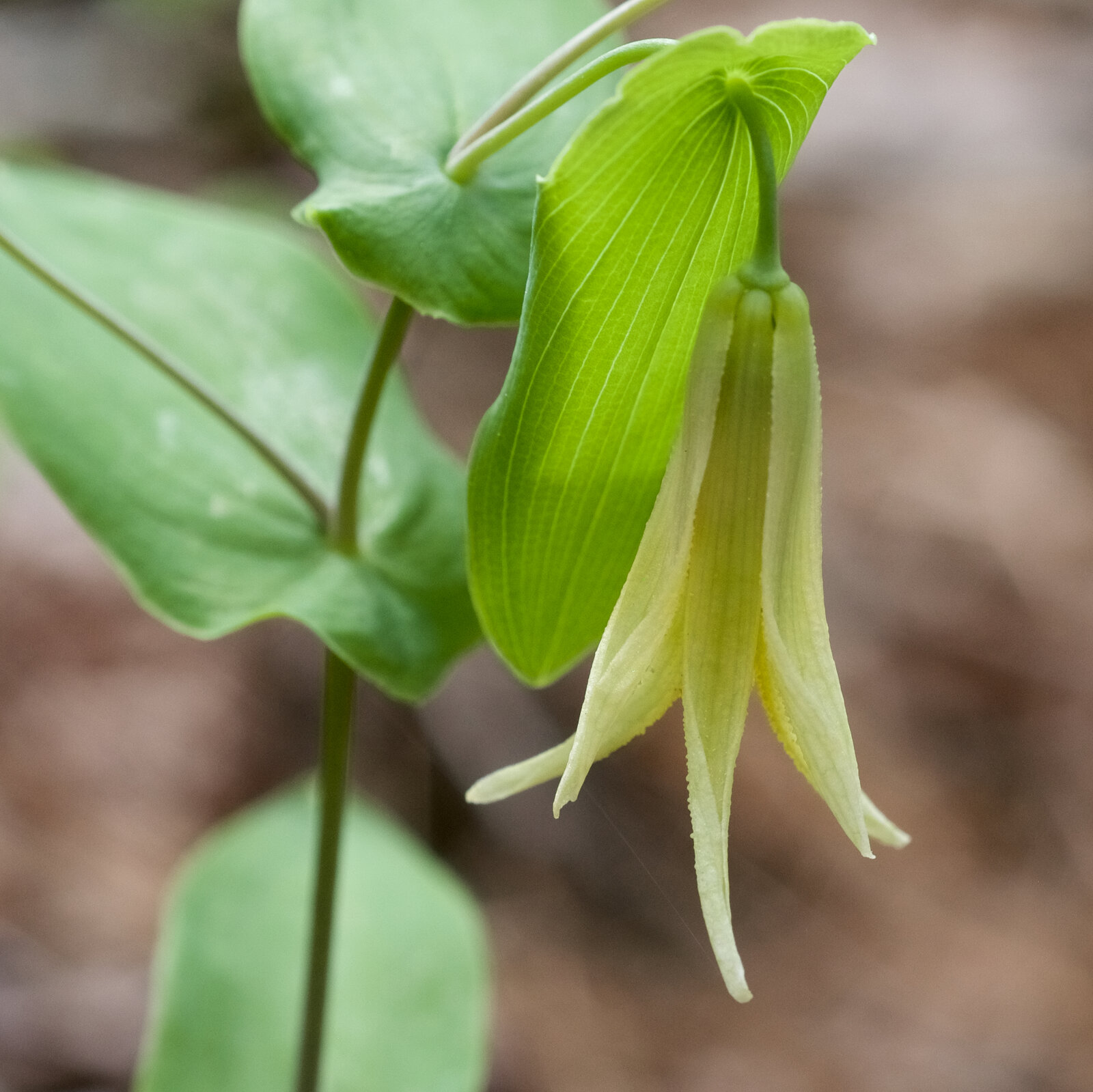 Perfoliate bellwort with pale yellow drooping flower