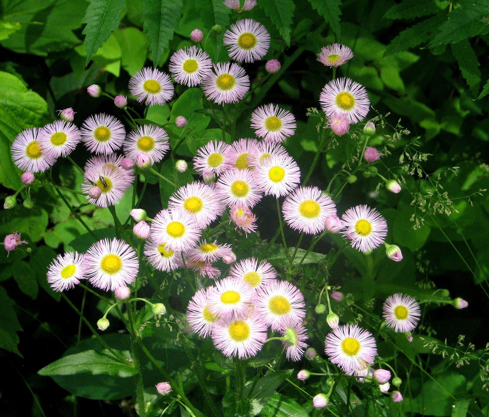 Philadelphia fleabane with thin pale-pink ray flowers and clasping leaves