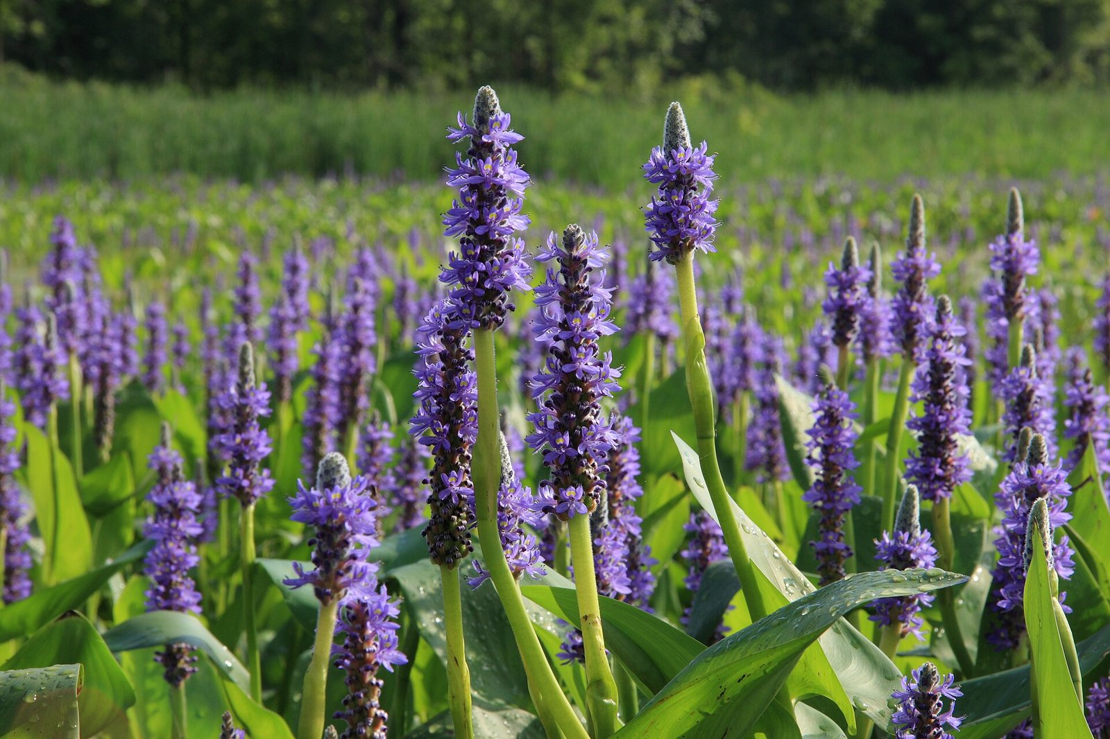 Pickerelweed with arrowhead-shaped leaves and tall spikes of small blue flowers
