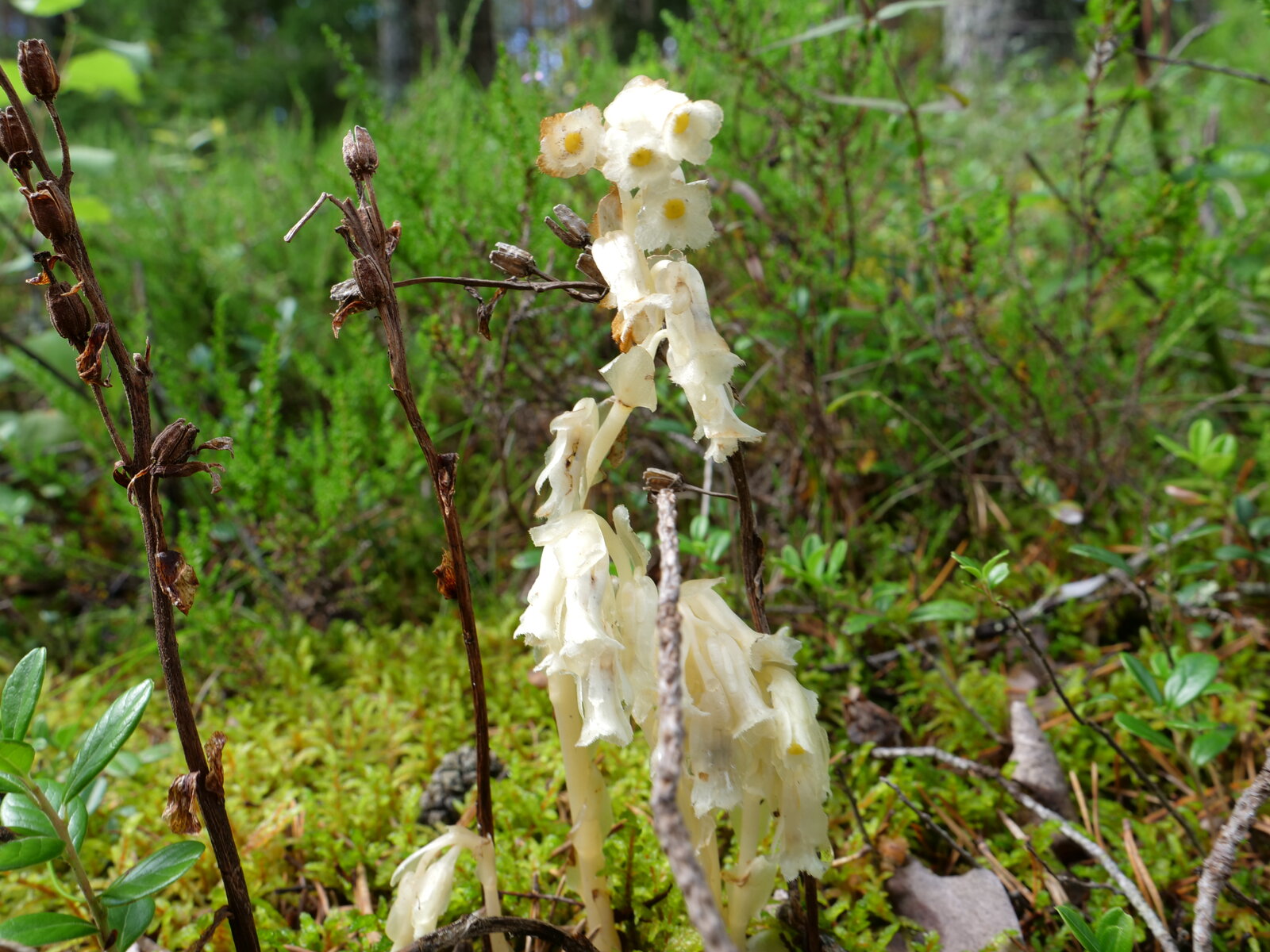 Pinesap with yellow or pink-orange parasitic stems