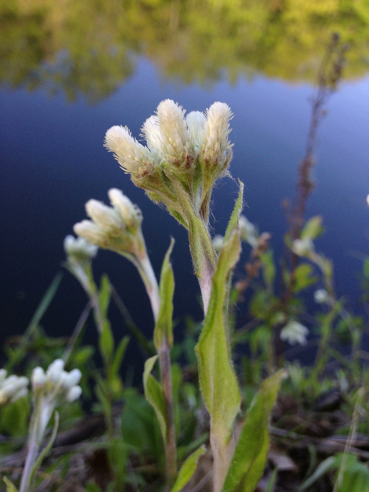 Pussytoes with ground-hugging silver leaves and small fuzzy white flower clusters