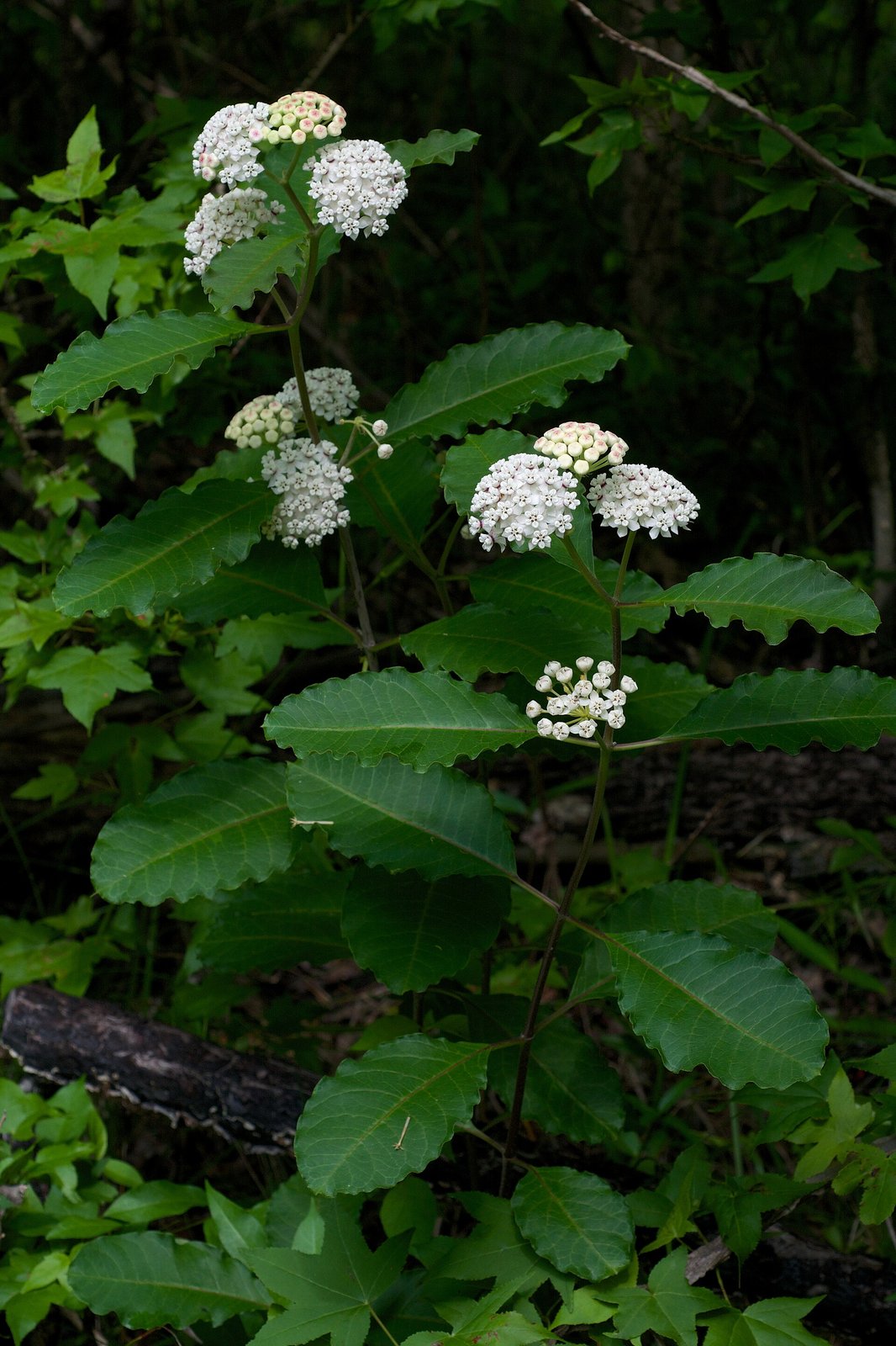 Red-ring milkweed with rounded white flower clusters and reddish flower-rim