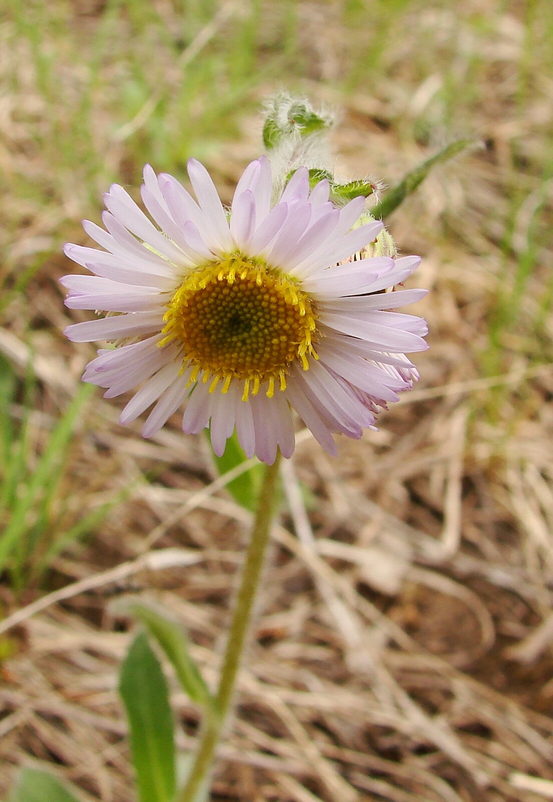 Robin's plantain with white-pink ray flowers and basal rosette