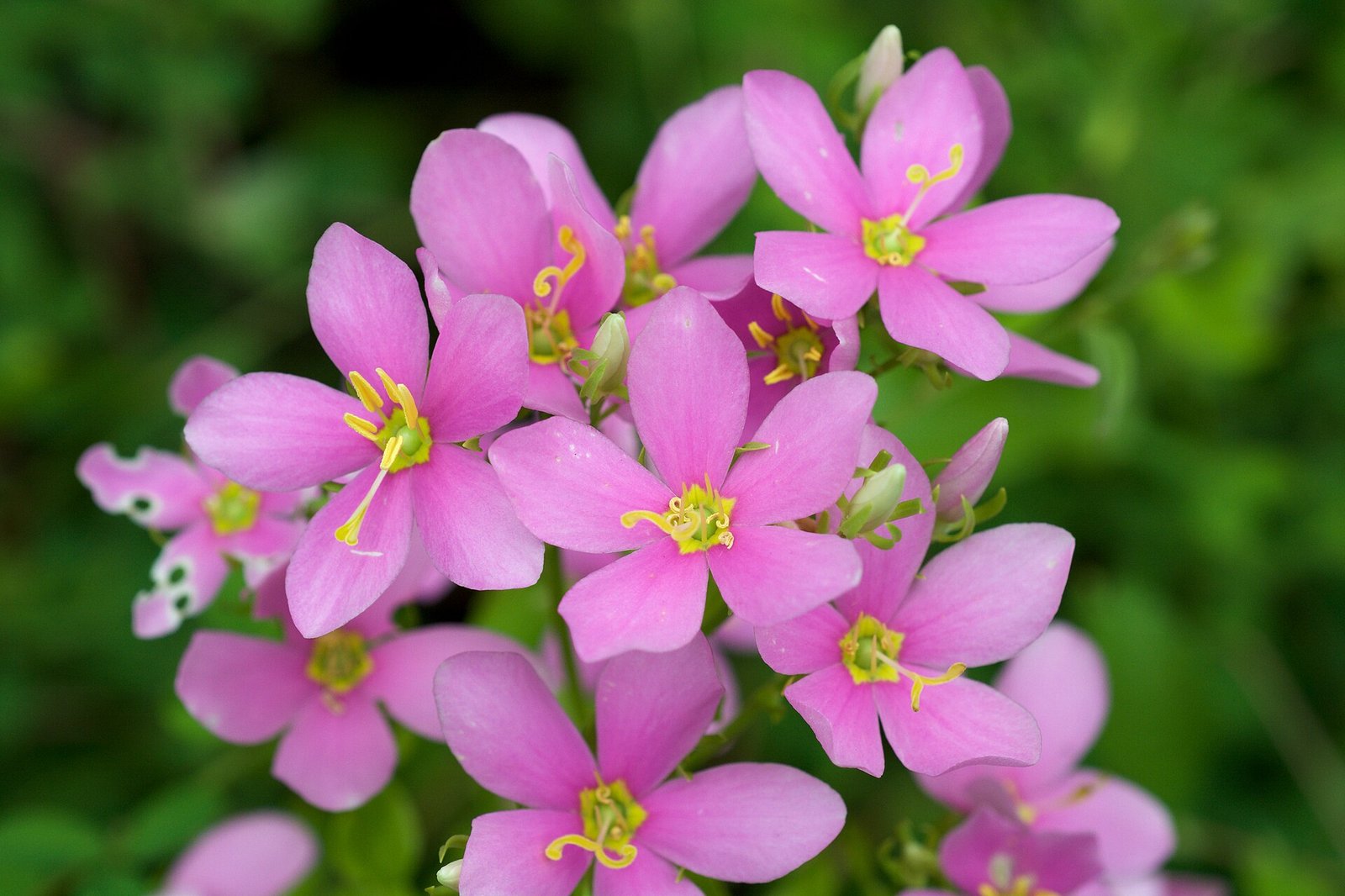 Rose pink with bright pink five-petaled flowers and four-angled stem