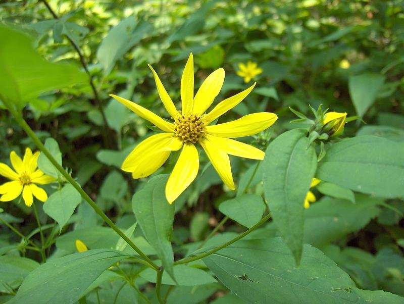 Rough sunflower with paired opposite leaves and yellow ray flowers