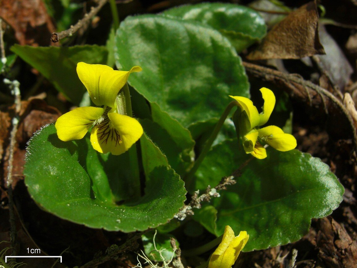 Round-leaved yellow violet with broadly rounded basal leaves