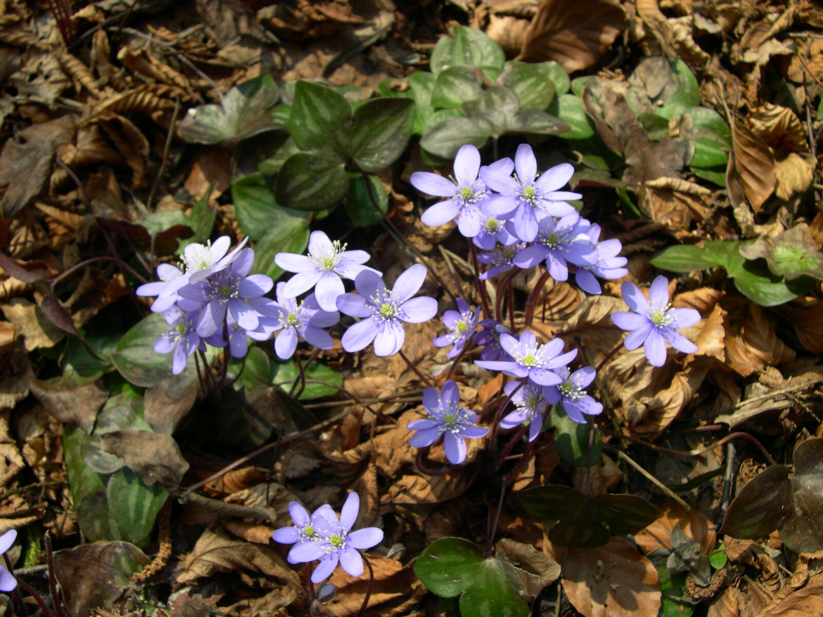 Round-lobed hepatica with three-lobed evergreen leaves and pale flowers