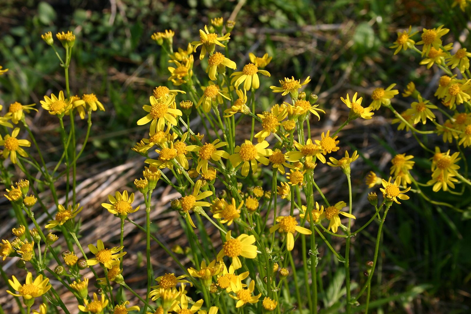 Roundleaf ragwort with rounded basal leaves and yellow ray flowers