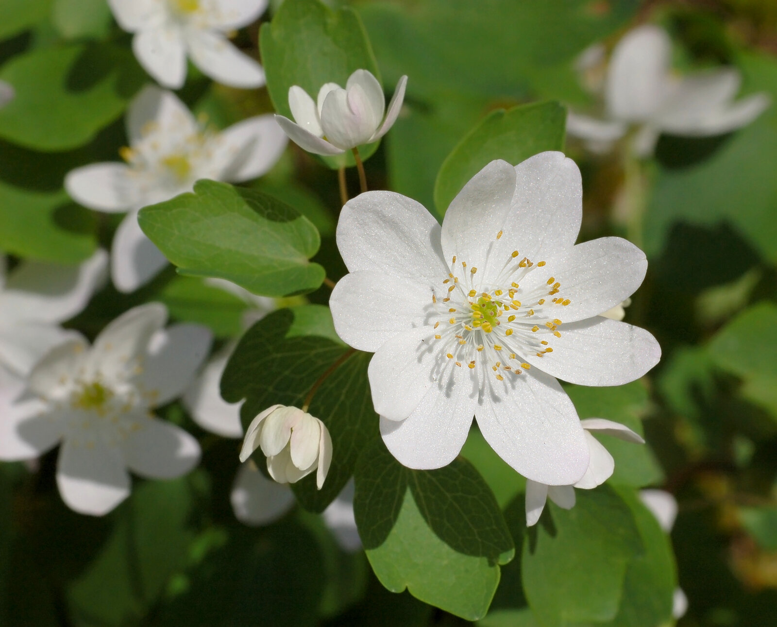 Rue anemone with white five-petaled flowers and small three-lobed leaflets