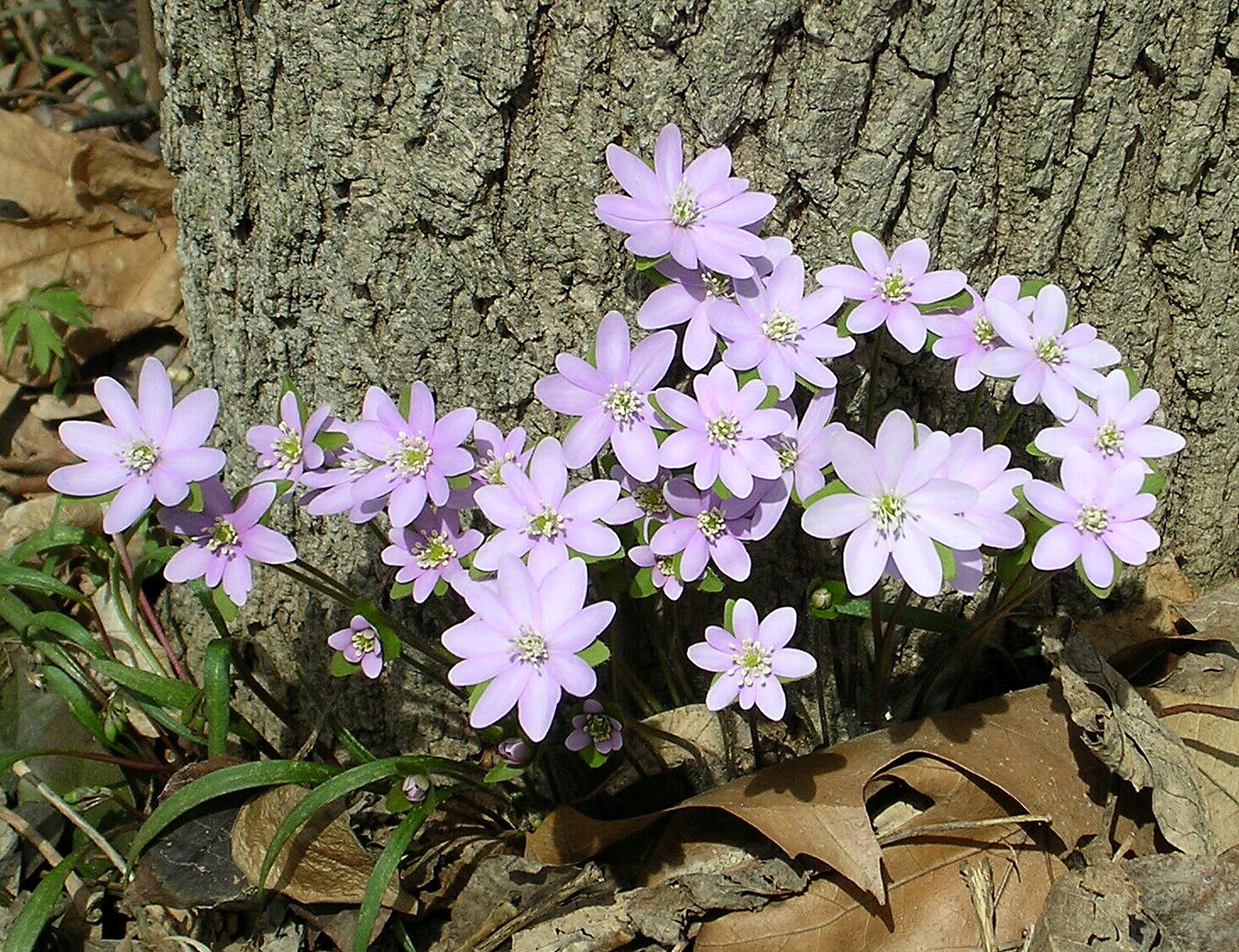 Sharp-lobed hepatica with sharply pointed three-lobed leaves