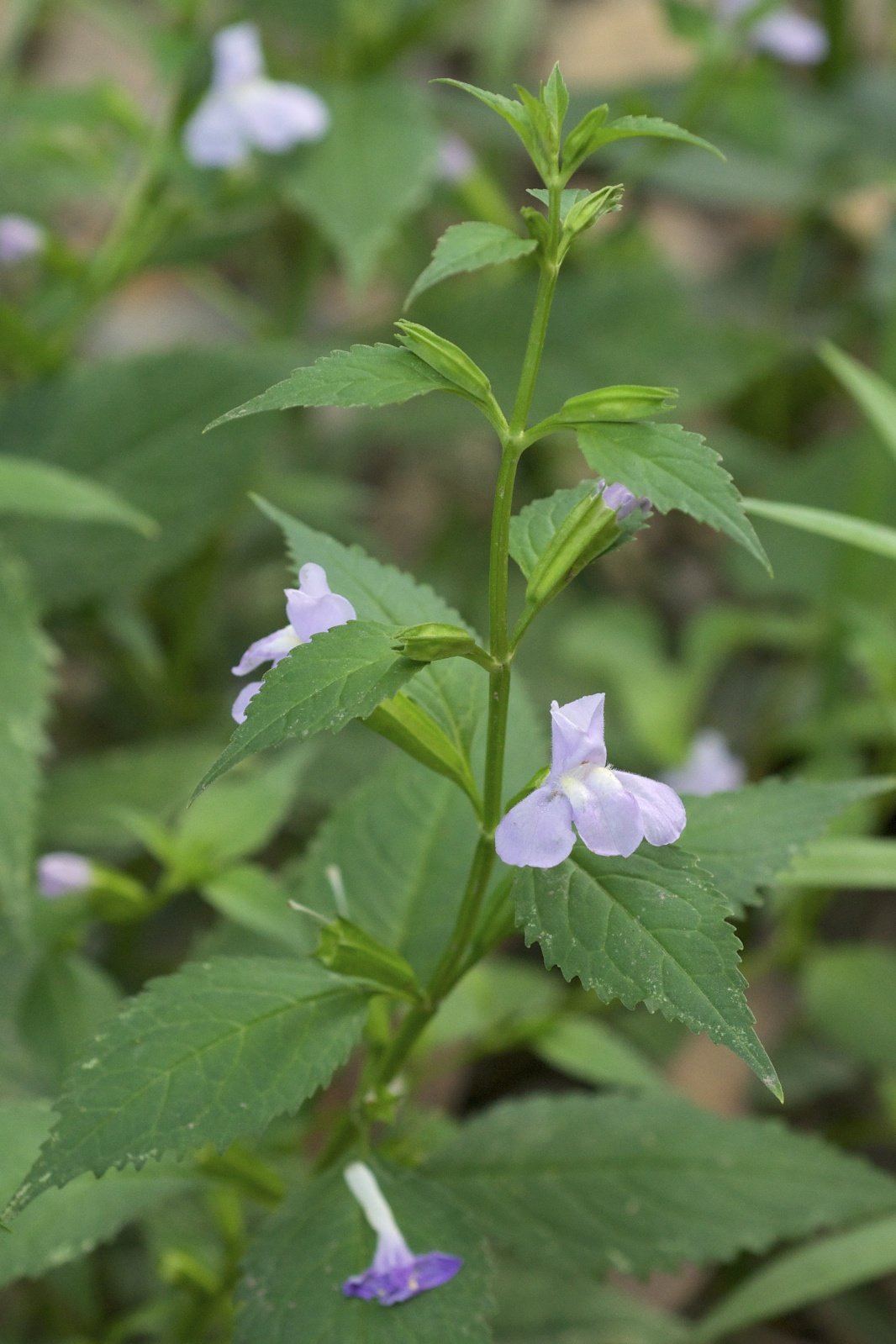 Sharp-wing monkey-flower with two-lipped pale-violet flowers and winged stems