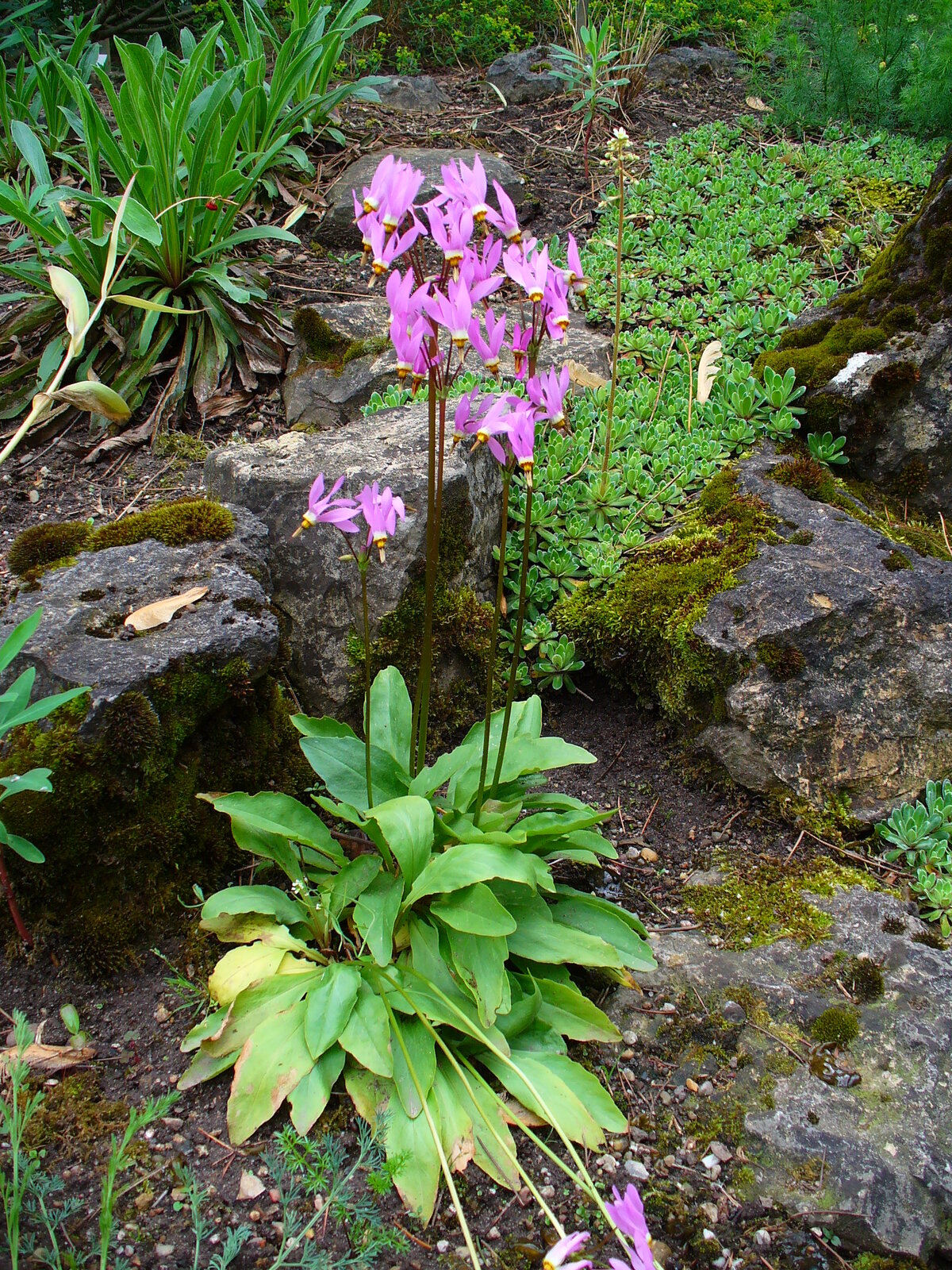 Shooting star with strongly reflexed pink-and-white petals
