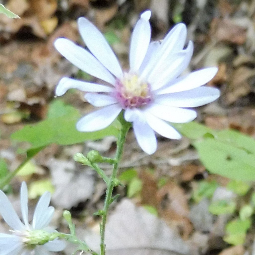 Short's aster with arrow-shaped basal leaves and small lavender ray flowers