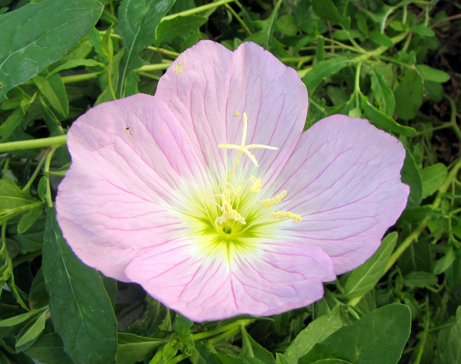 Showy evening primrose with pale-pink four-petaled flowers spreading low across the ground