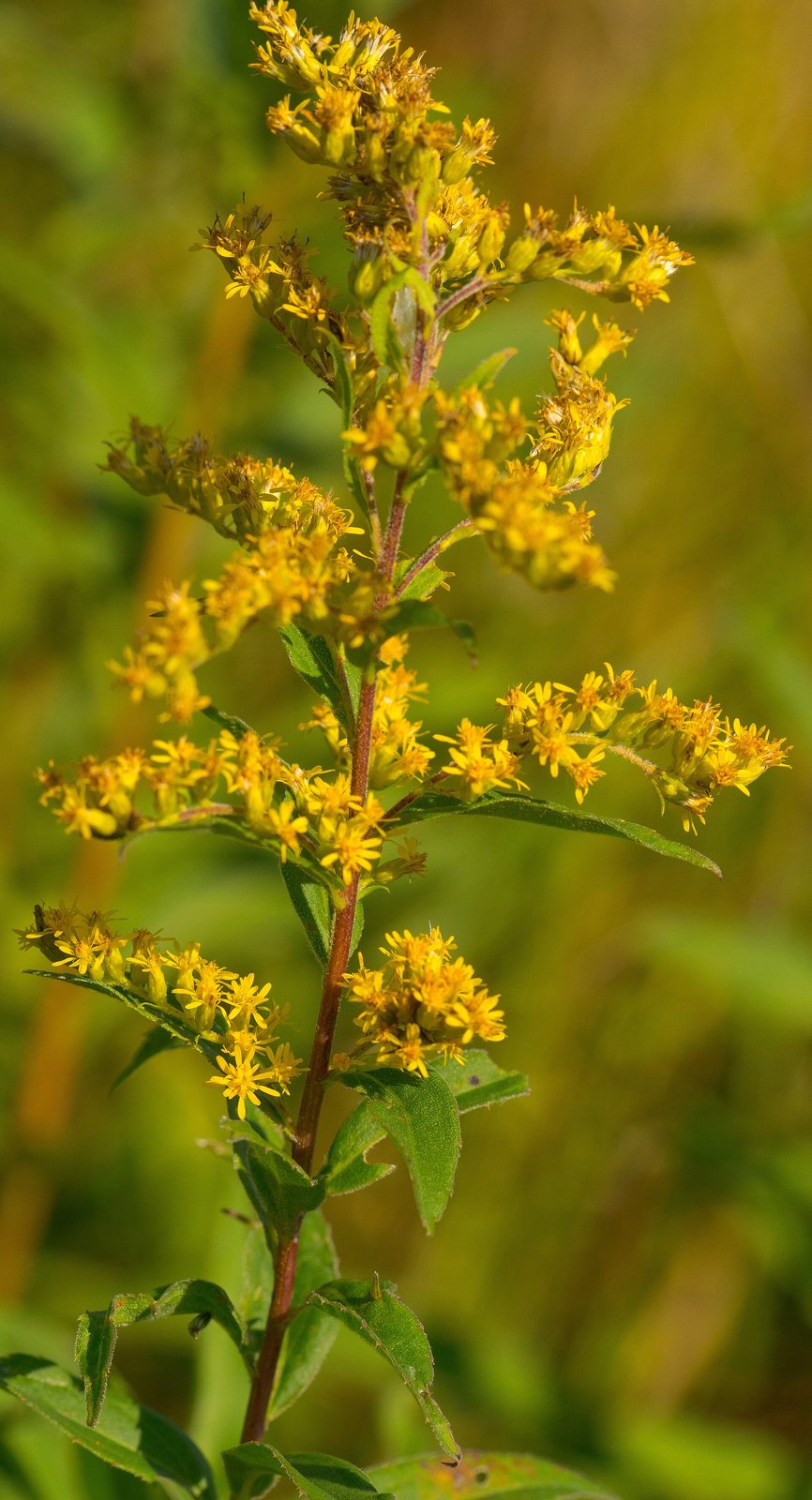 Showy goldenrod with upright cylindrical plume of dense yellow flowers