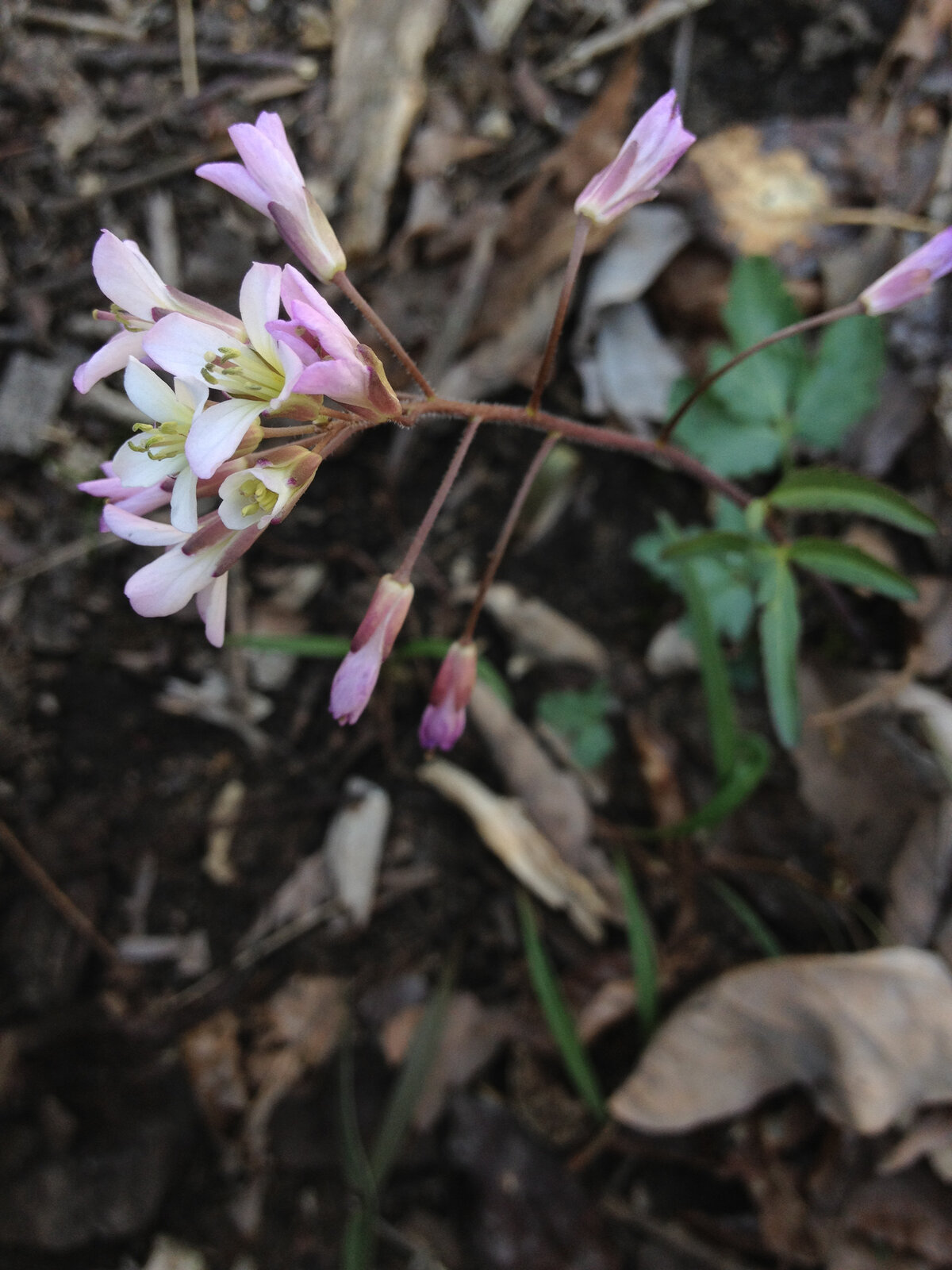 Slender toothwort with narrow basal and stem leaves