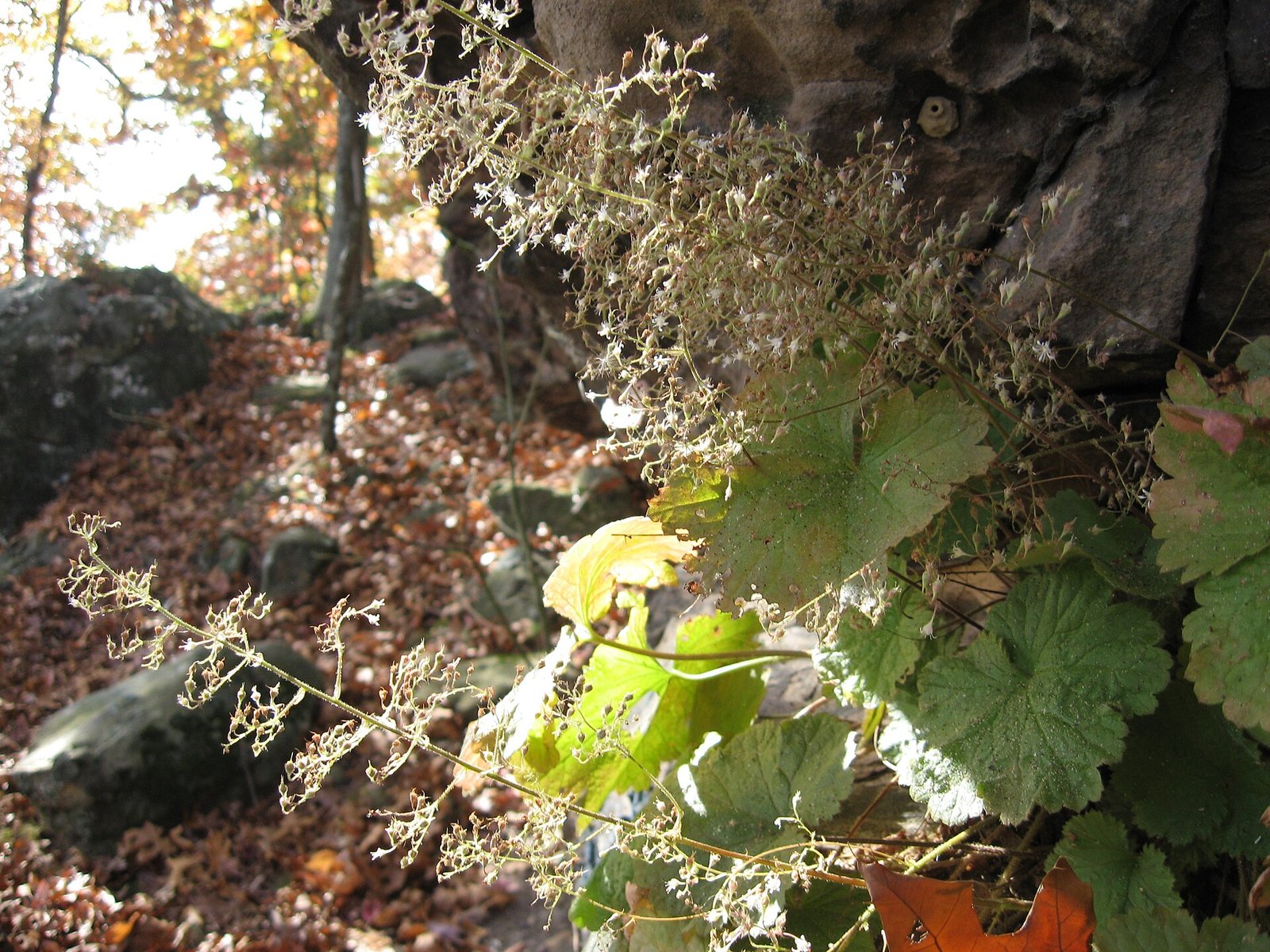 Small-flower alumroot with rounded basal leaves and tall stalk of small white flowers