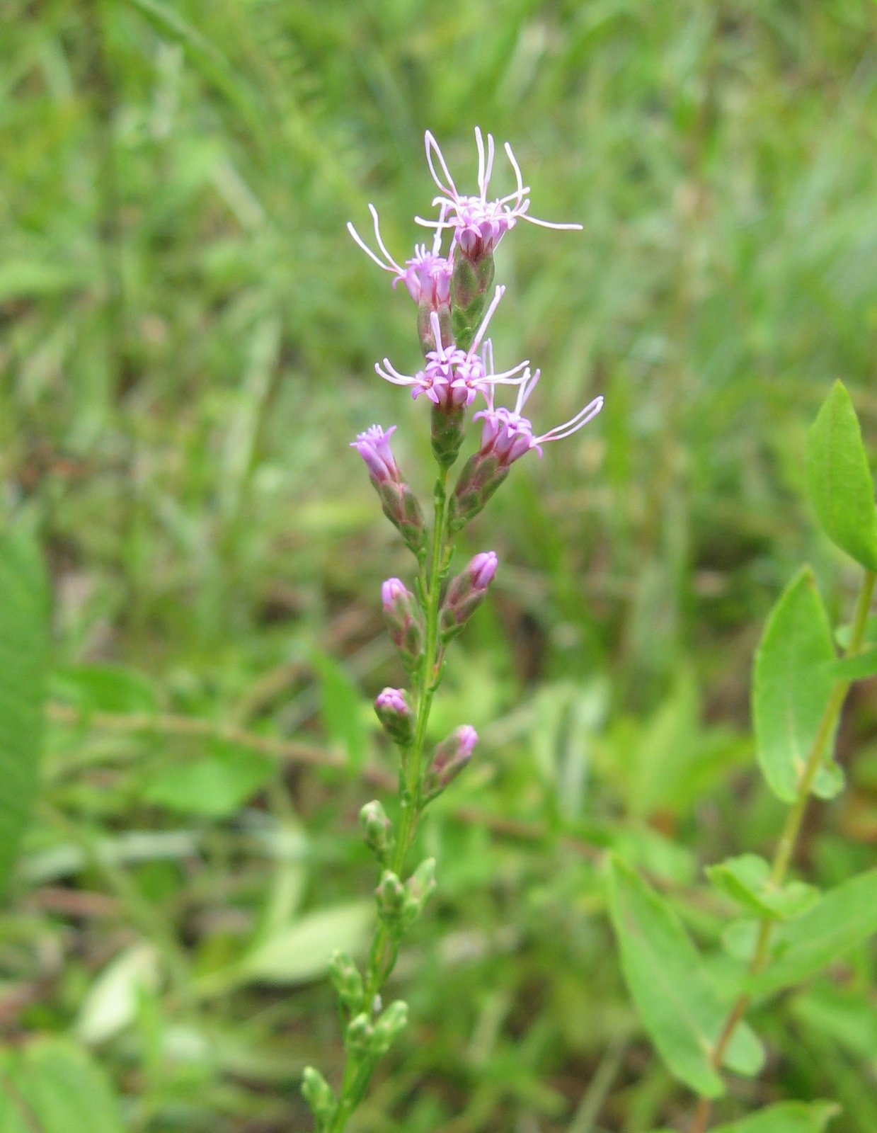 Small-head blazing-star with grass-like leaves and slender spike of small purple flower heads