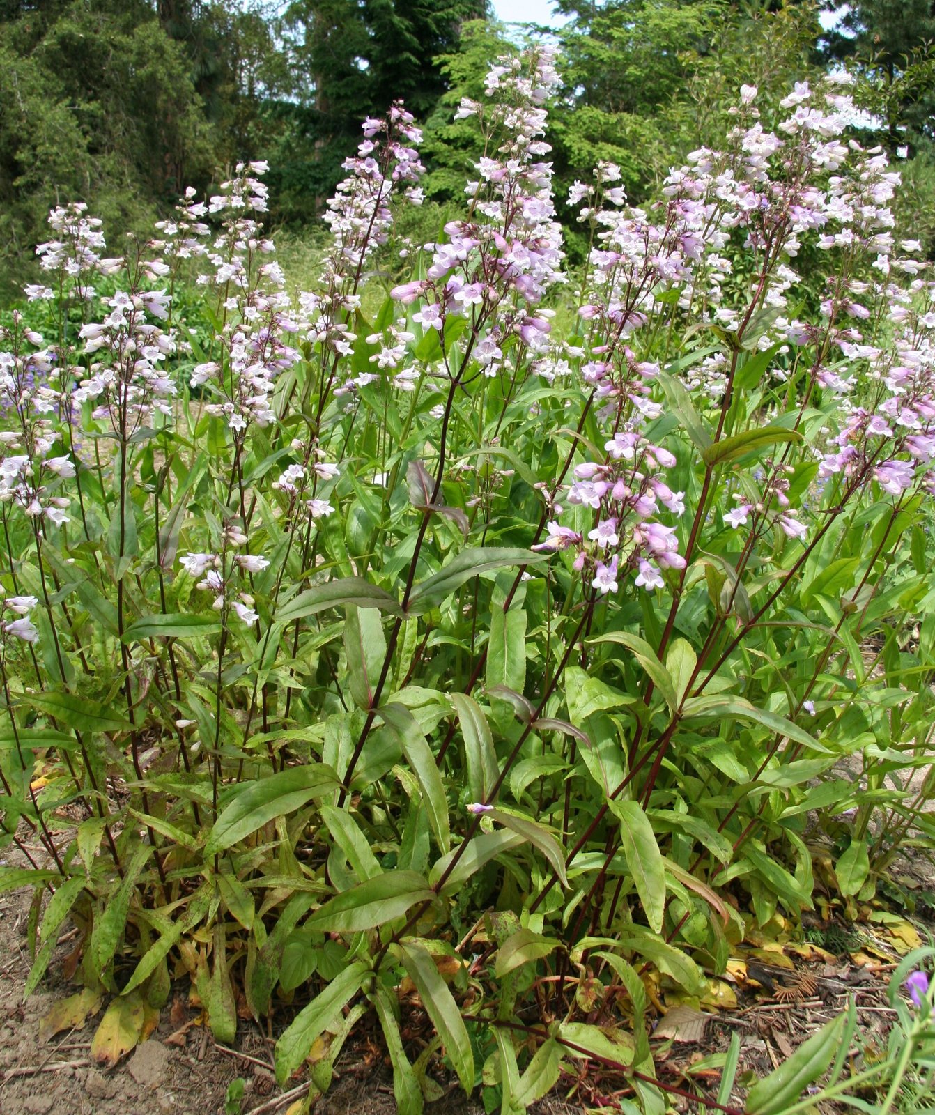 Smooth beardtongue with white-pink tubular flowers and glossy hairless leaves