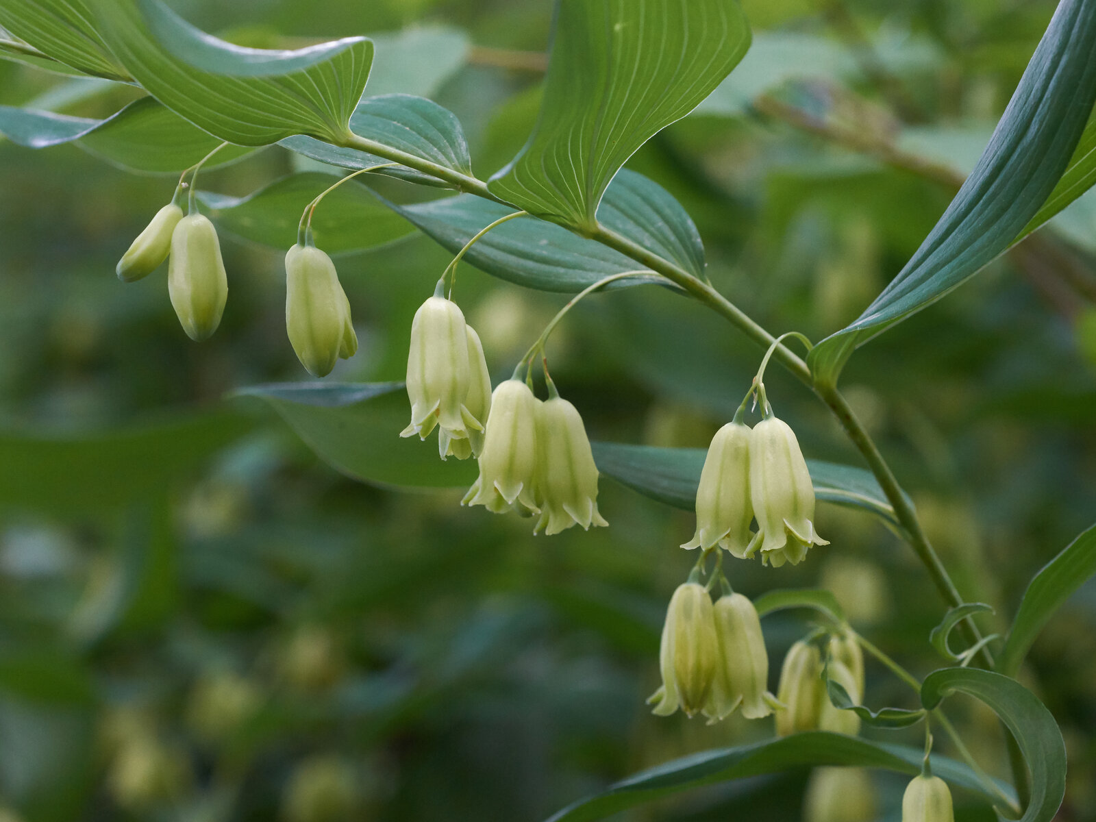 Solomon's seal with arching stem and paired hanging tubular flowers