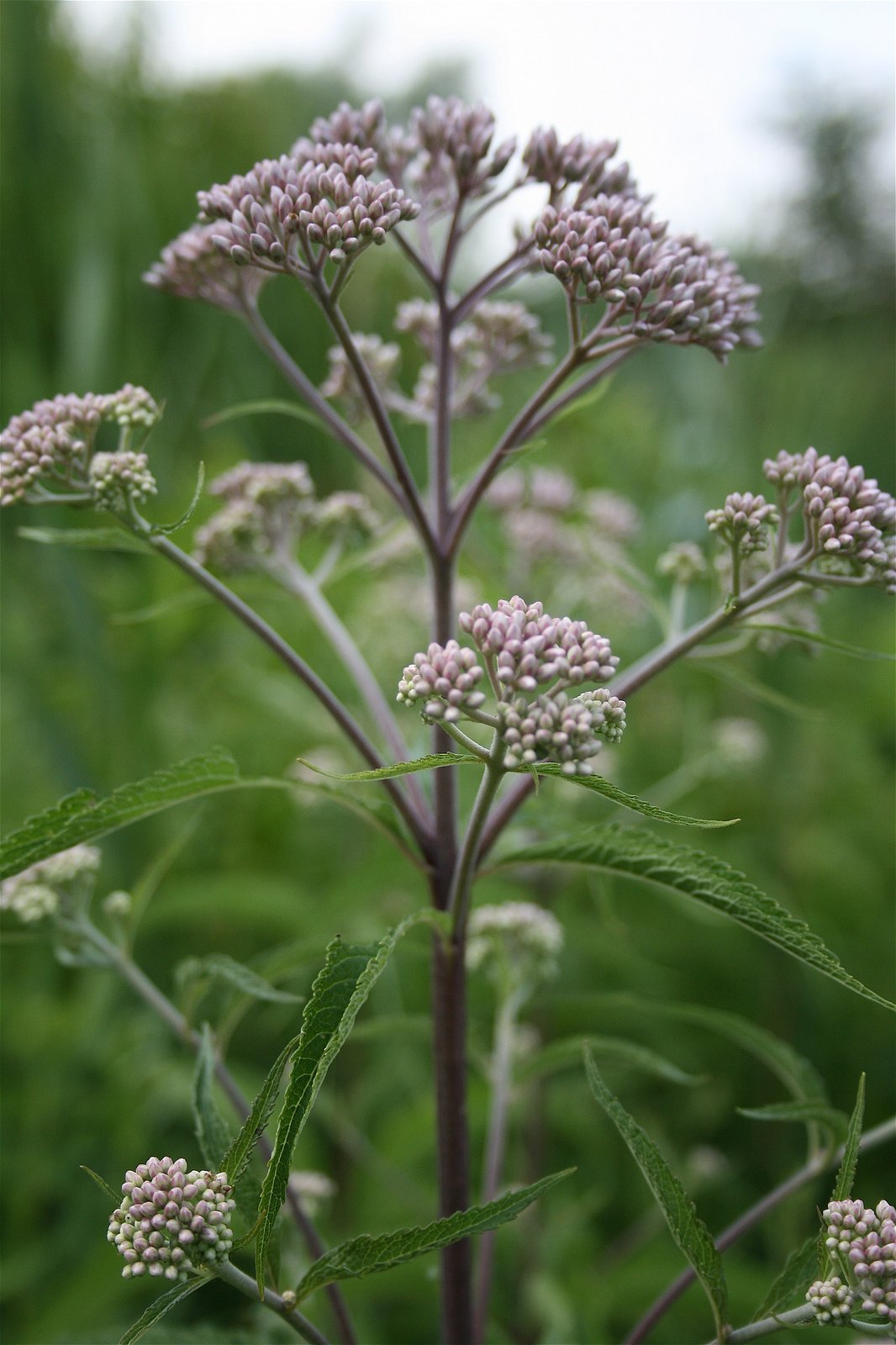 Spotted Joe-Pye-weed with purple-spotted stem and rounded pink flower head
