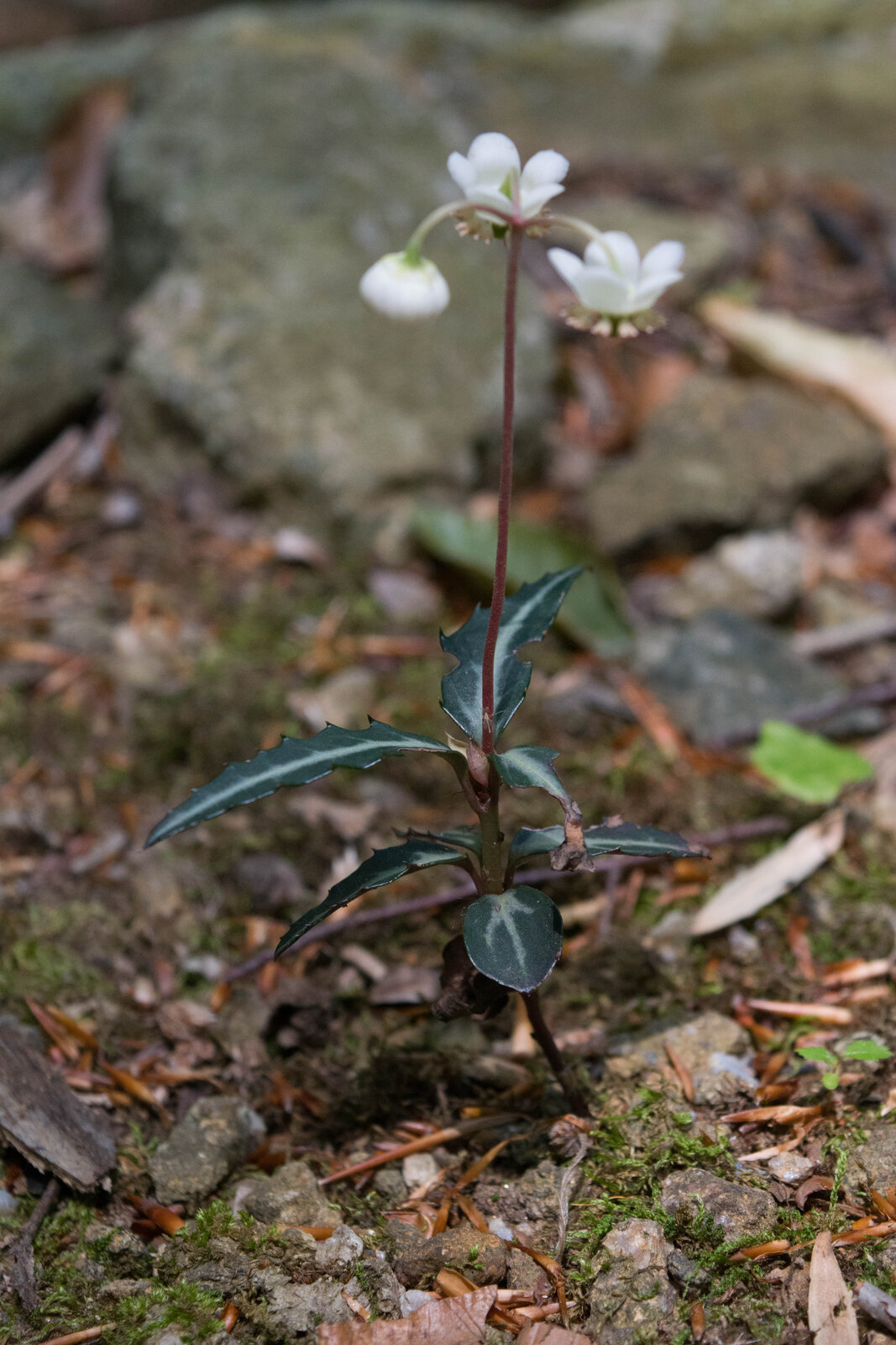 Spotted wintergreen with whorled white-striped evergreen leaves
