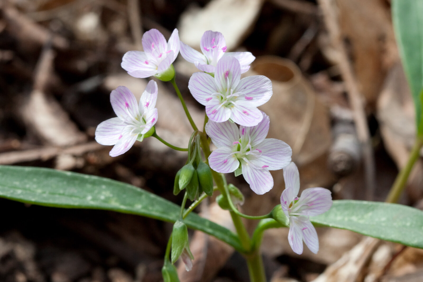Virginia spring beauty with pink-veined white flowers and grass-like leaves