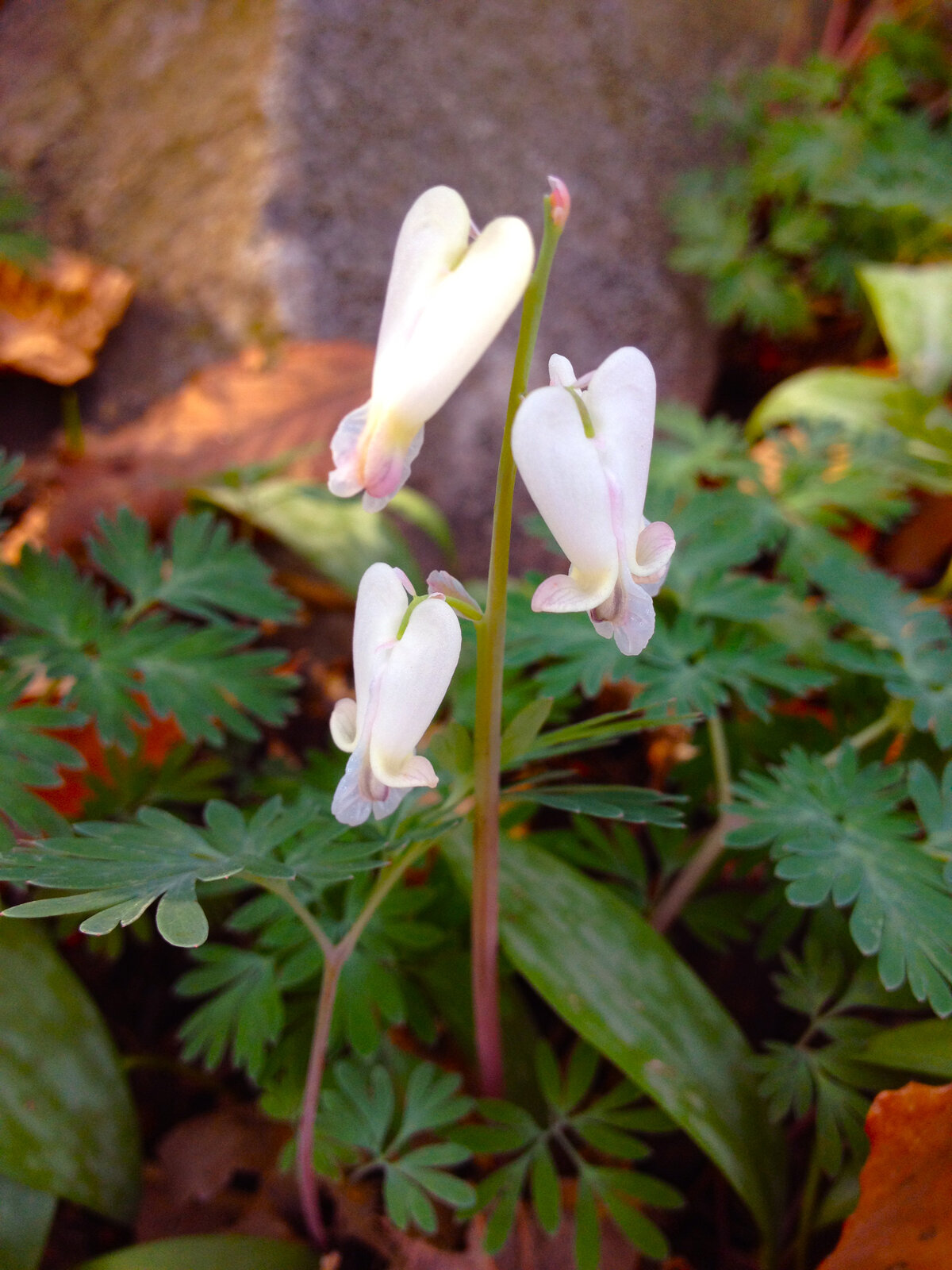 Squirrel corn with rounded heart-shaped white flowers