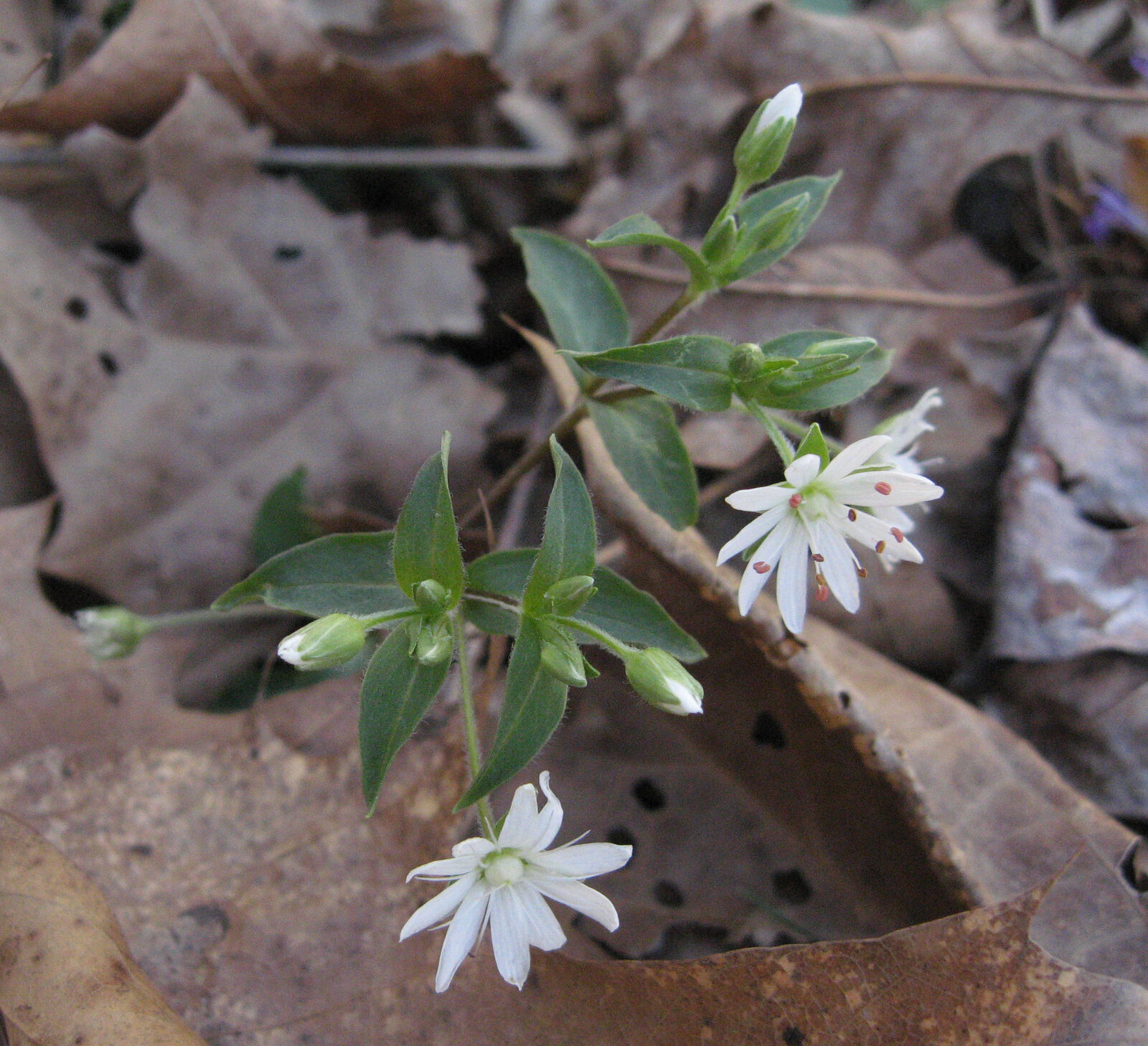 Star chickweed with deeply notched white petals