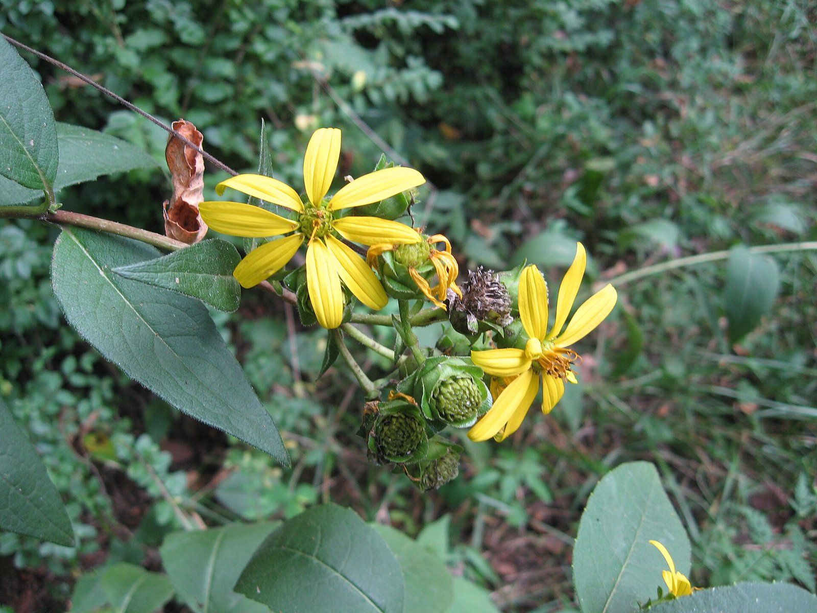 Starry rosinweed with bright yellow ray flowers and rough sandpapery leaves