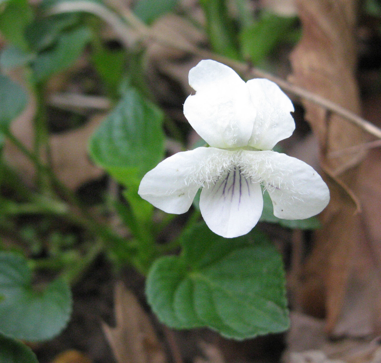 Striped cream violet with cream-white petals striped with purple veins