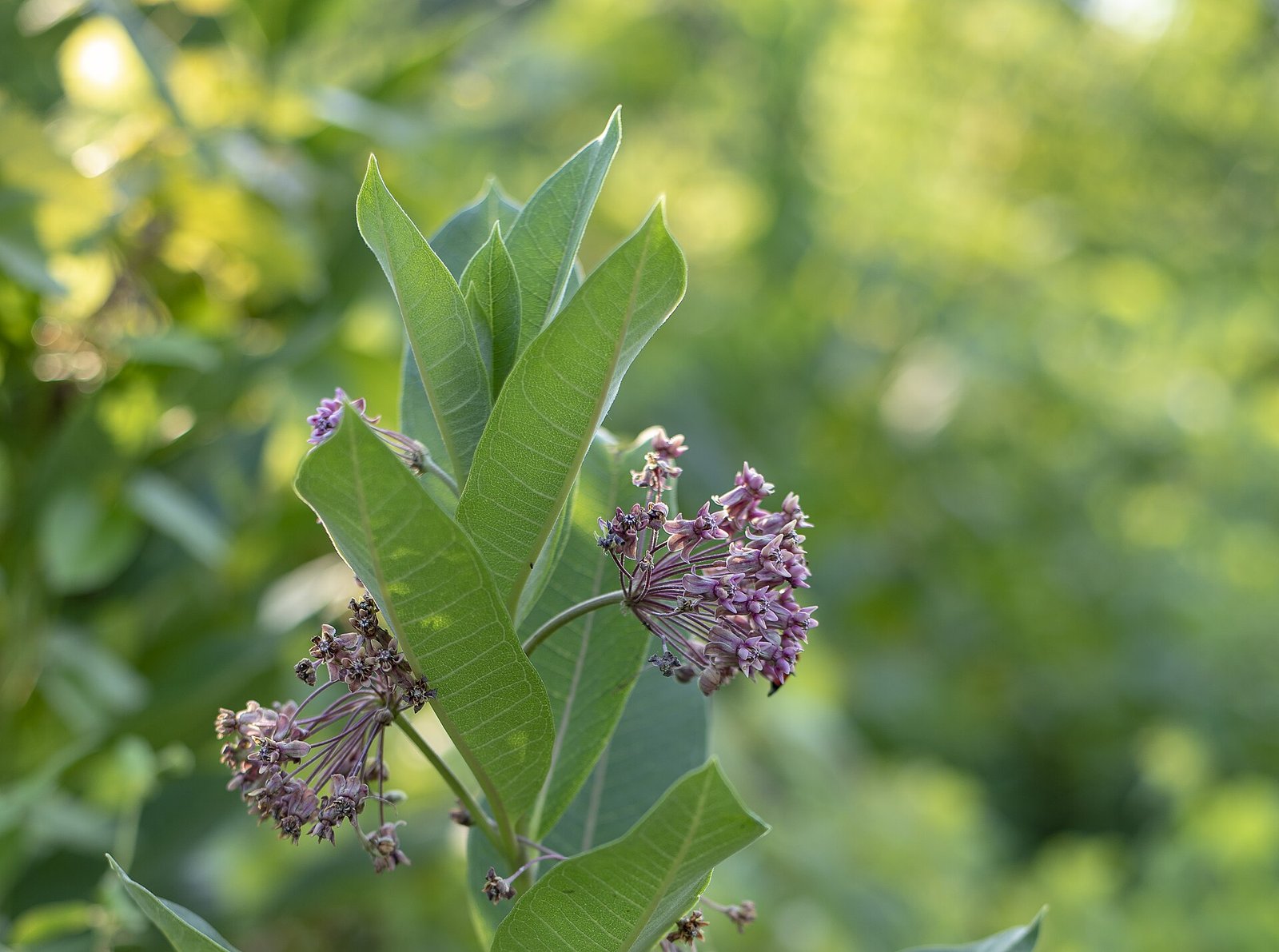 Swamp milkweed with narrow pointed leaves and rose-pink flower clusters