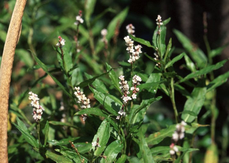 Swamp smartweed with dense pink flower spikes and lance-shaped leaves at stream edges