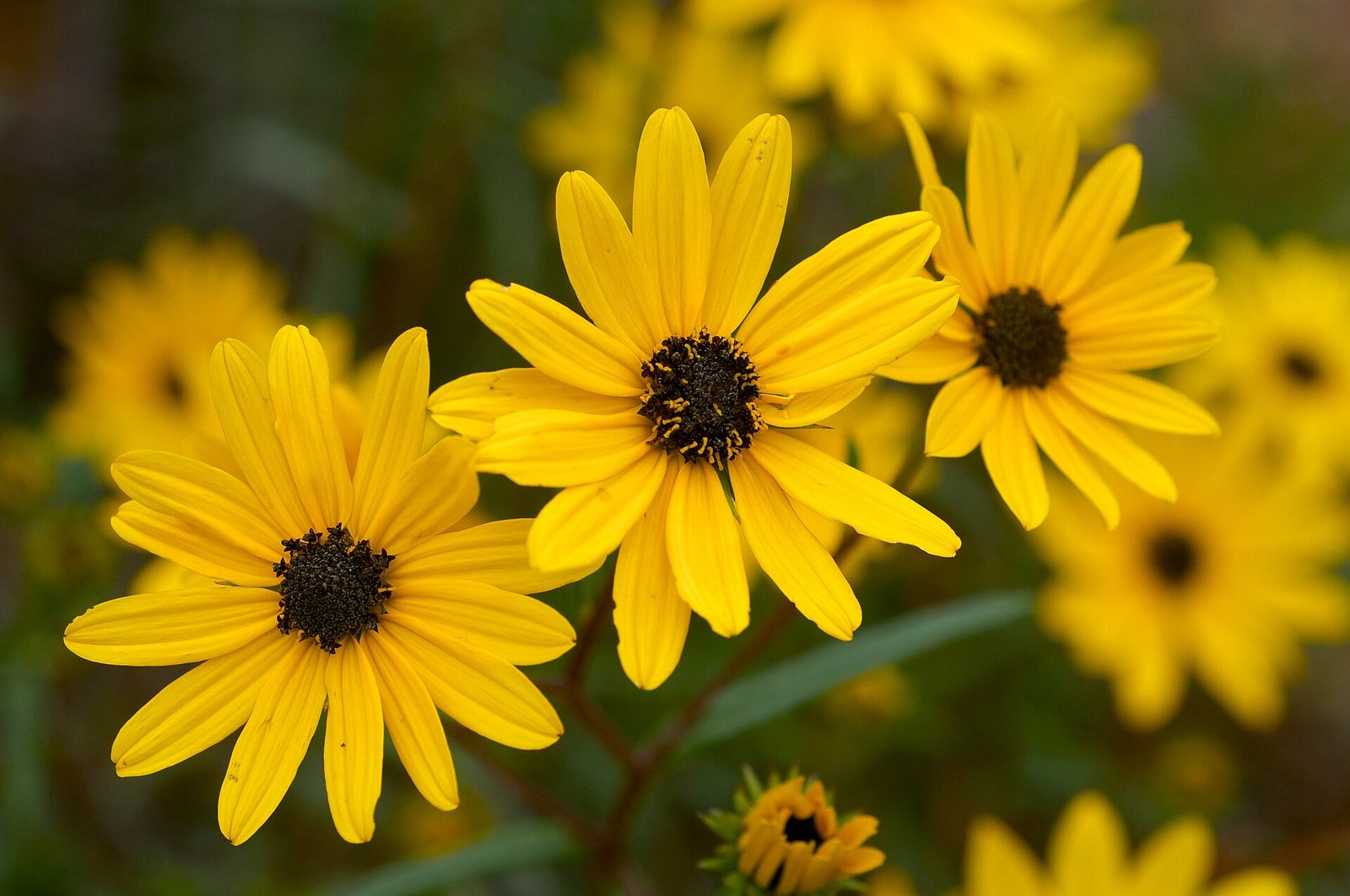 Swamp sunflower with narrow grass-like leaves and bright yellow ray flowers