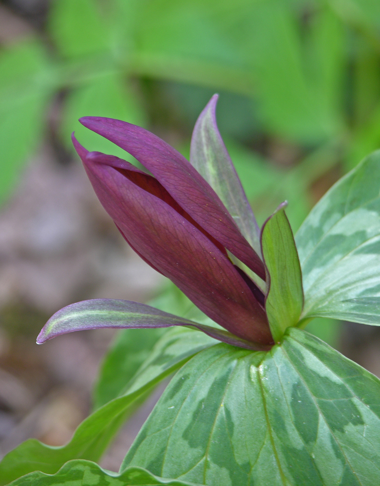 Sweet Betsy trillium with mottled leaves and stemless maroon flower